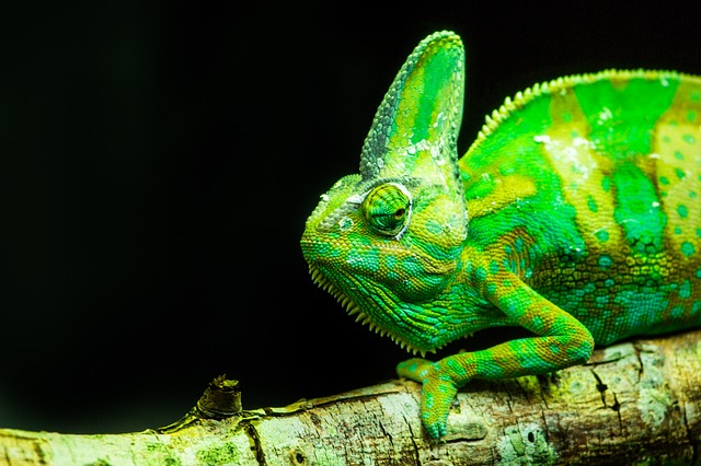 zelený chameleon.jpg